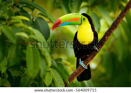 Keel-billed Toucan, Ramphastos sulfuratus, bird with big bill sitting on the branch in the forest, Boca Tapada, green vegetation, Costa Rica. Nature travel in central America. Royalty-Free Stock Photo #564009715