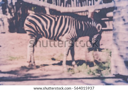 Blurred abstract background of zebra