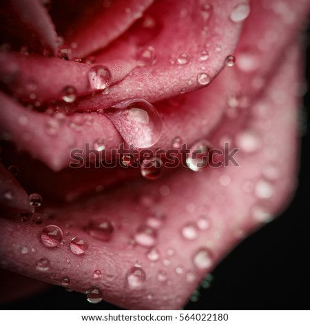 Closeup of waterdrops on Beautiful pink Rose. Perfect Macro on Beautiful Big Rose Flowerhead