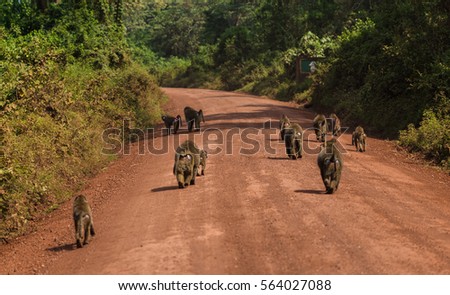 Group od baboons crossing unpaved road in bush, safari in Ngorongoro National Park, Tanzania, Africa. Sunny summer day during the dry season.