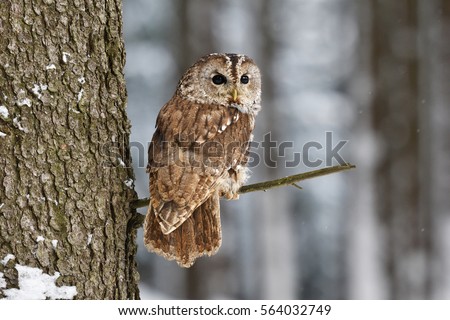 Tawny Owl Royalty-Free Stock Photo #564032749