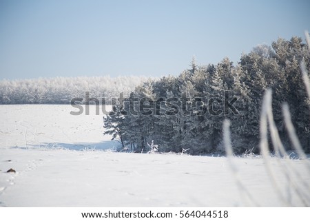 Snowy forest covered with frost on a sunny day. Winter forest near the frozen pond.