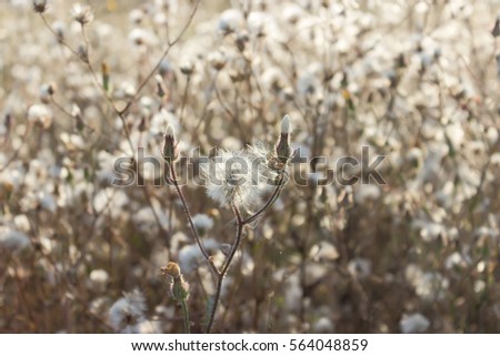 Fluffy sow thistle, hare thistle, seed heads, natural background Royalty-Free Stock Photo #564048859