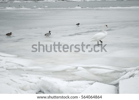 Swan walking on frozen lake