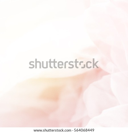 abstract nature sweet rose flower background