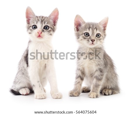 Two small kittens isolated on white background.