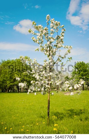Beautiful Landscape with blossoming Sapling of an Apple tree on a Sunny Spring Day. Springtime. Colorful Nature Vertical Wallpaper