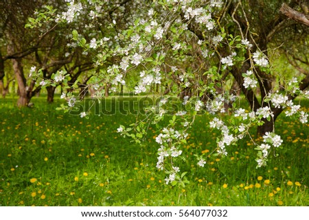 Beautiful Landscape with Blossoming Apple Garden in Spring. Springtime. Horizontal Wallpaper With Copy Space