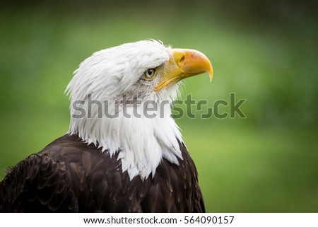 Portrait Of Amazing Majestic Bald Eagle In The ZOO