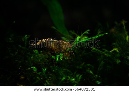 Freshwater aquarium shrimps macro photo Tiger bee shrimp