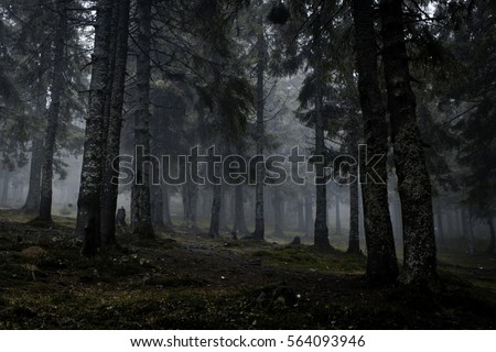 Foggy dark forest with a black slope
