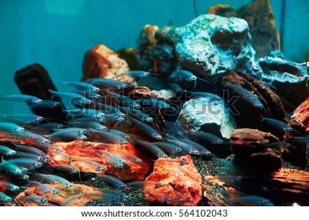 Glass catfish, transparent fishes in aquarium Royalty-Free Stock Photo #564102043