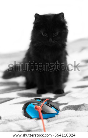 Looking black cat looking at mouse tied with string on a bed in a bedroom