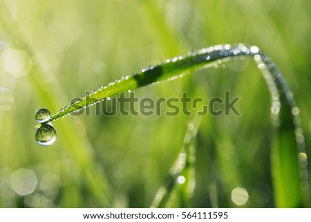 Beautiful macro photohraph of fresh dew drops on grass in the morning. Nature abstract detail.