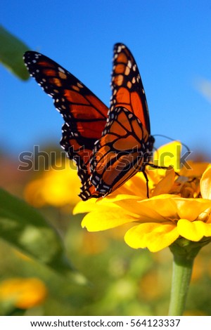 A monarch butterfly lands on a yellow flower, seeking the nectar