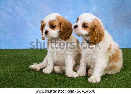2 Cute Blenheim Cavalier King Charles Spaniel puppies on green lawn