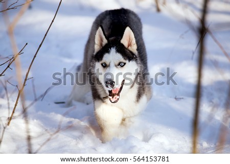 Beautiful Husky breed dog playing in the winter with snow with a stick
