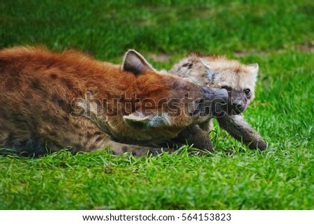 Hyena cub on green grass with mother