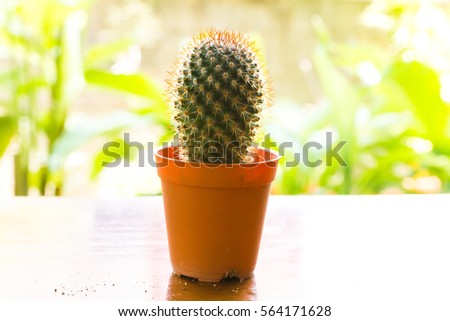 cactus, beautiful plant, in pot on the wooden table with decoration.