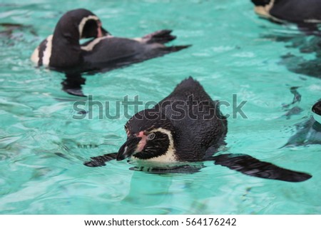 Humboldt Penguin (Spheniscus humboldti) swims from Chile or Peru stock, photo, photograph, picture, image