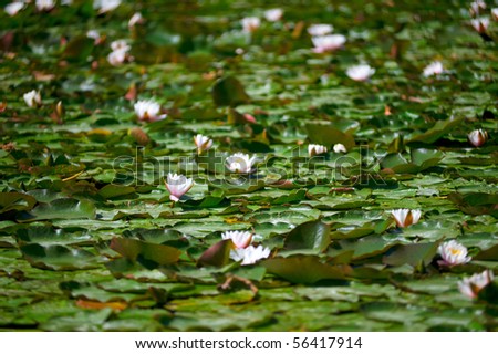 open Lily on the lake