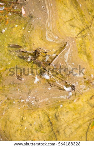 Close up contaminated, polluted water of river or lake, filthy and dirty surface, unhealthy ecosystem, copy space and backdrop.
