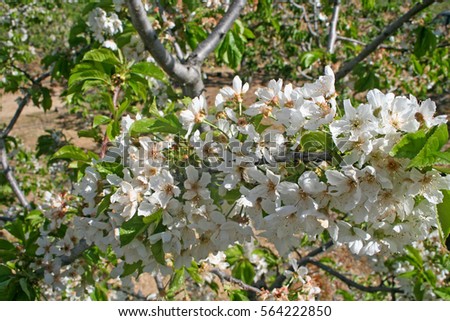 Flowering almond branch