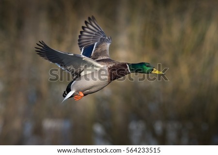 Mallard duck in flight Royalty-Free Stock Photo #564233515