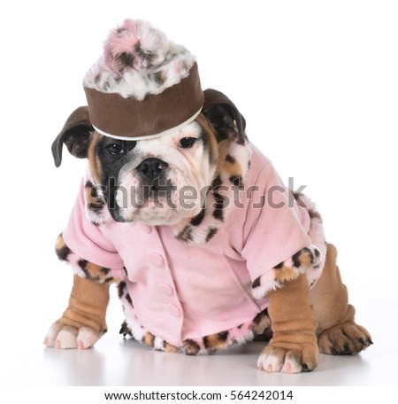 female english bulldog puppy on white background