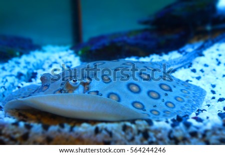 The photo of marine fish Stingray