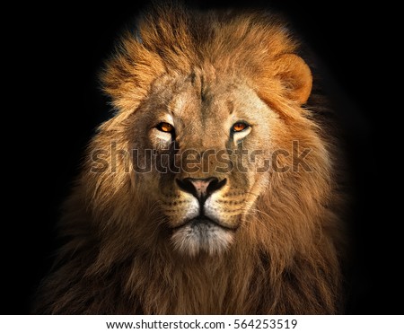 Lion king isolated on black Royalty-Free Stock Photo #564253519