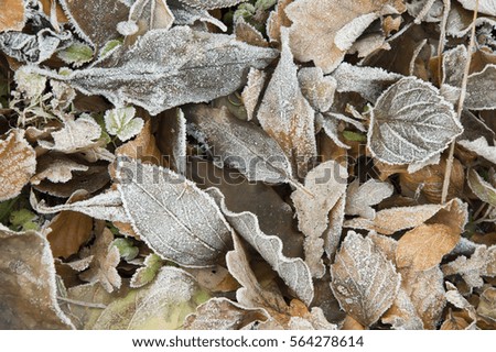 Frozen leaves, background