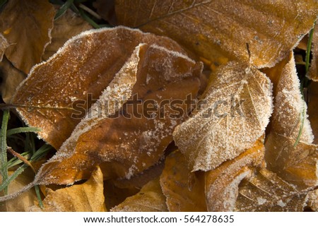 Frozen leaves, background