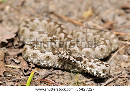 horned viper (vipera ammodytes)