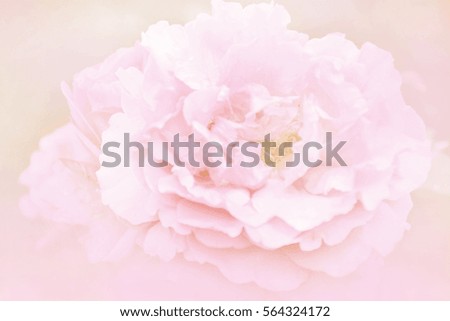 Blurred beautiful rose soft focus pastel color for background