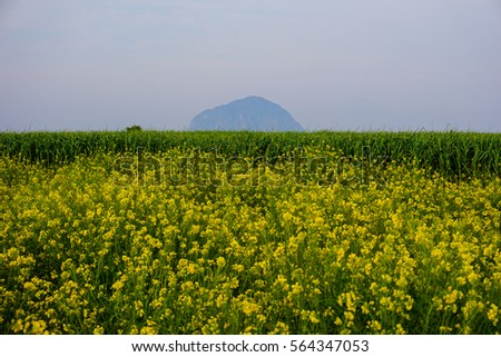 Landscape of a yellow canola / rape flower field in jeju island, south korea. In the picture is Sanbangsan mount at the far background. Taken from sanbangsan coast road, seogwipo.