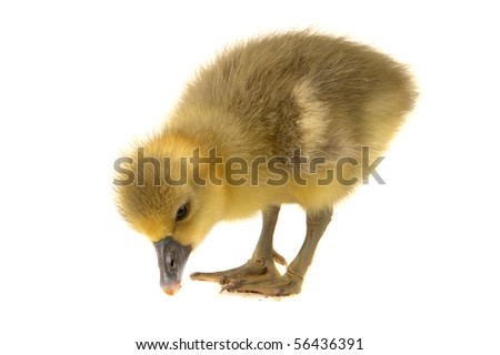  goose  on a white background