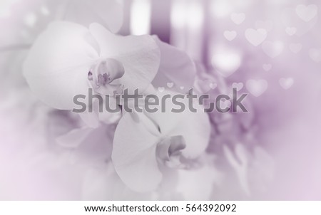 Beautiful orchid flower in Morning sun with natural background, Select the focus and blur, Monochrome tone.