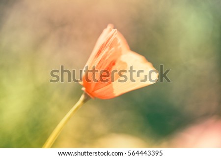Closeup of Yellow Poppy Flower