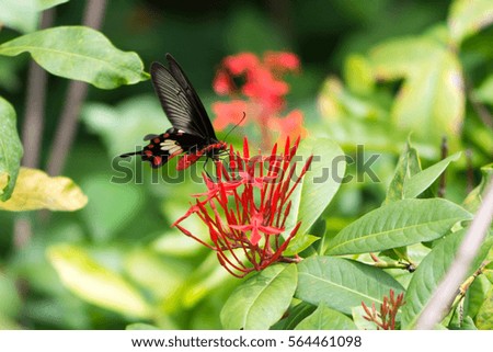 Butterfly on flowers (Common Rose)