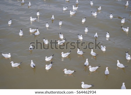 Flock of seagull floating on the sea waiting for food from humans at Bangpu, Samutprakan, Thailand