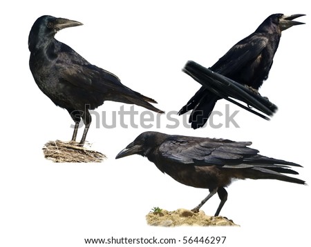 Rook isolated on a white background Corvus frugilegus