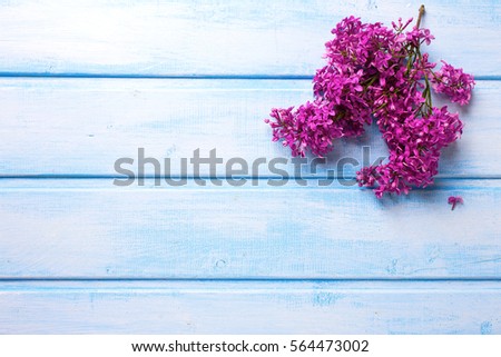 Spring aromatic lilac flowers on blue wooden planks. Selective focus. Place for text. Flat lay. Top view.