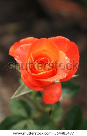 Orange rose beautiful flower in home garden