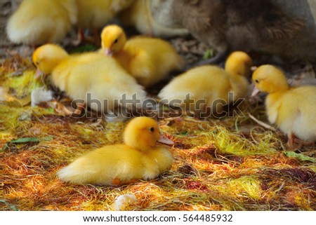 
Close up group of  Yellow ducklings are resting.
