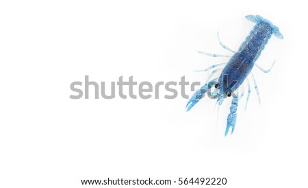 Blue crayfish on white background