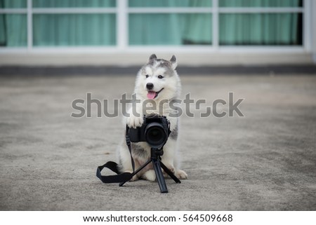 Cute siberian husky puppy taking a photo