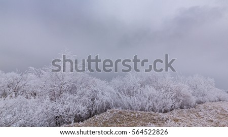 Beautiful winter scenery with trees covered by frost, along frozen river, and storm clouds