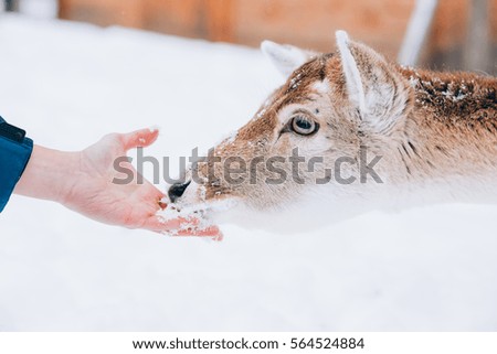 Deer eating from a man's palm.
