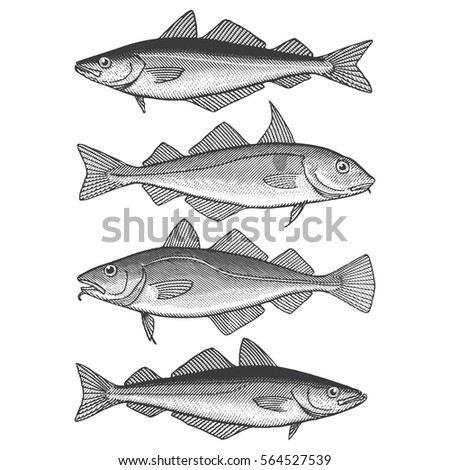Illustration of a Pollock, Cod, Haddock and Seithe/Coalfish